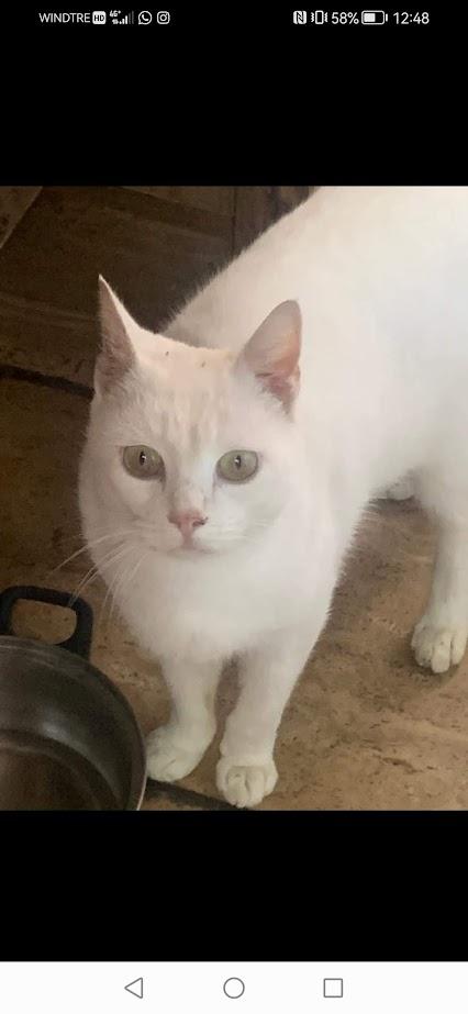 Bianco, 7/8 Mesi - Bianco Come La Neve, Dolce Come Lo Zucchero