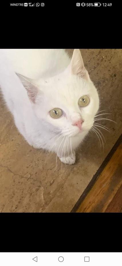 BIANCO, 7/8 mesi - bianco come la neve, dolce come lo zucchero Foto 2