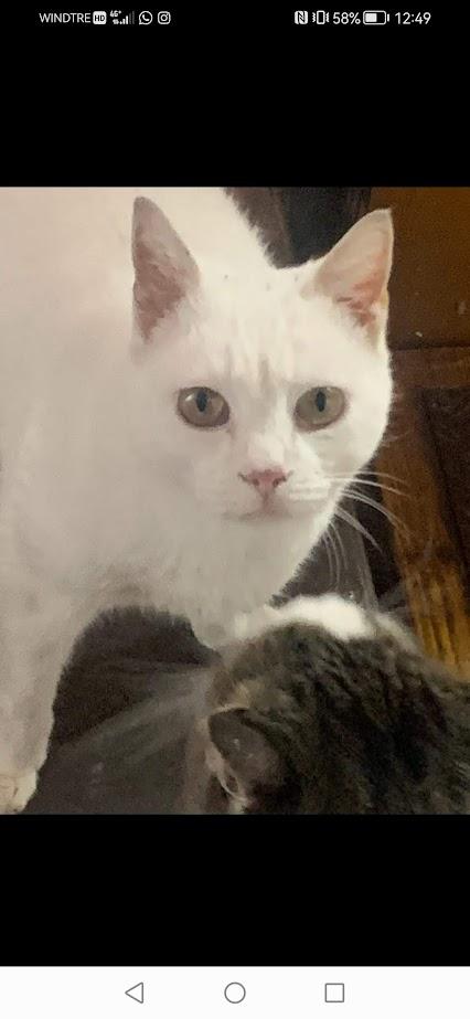 BIANCO, 7/8 mesi - bianco come la neve, dolce come lo zucchero Foto 3