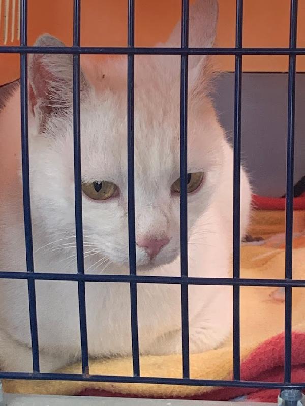 BIANCO, 7/8 mesi - bianco come la neve, dolce come lo zucchero Foto 4