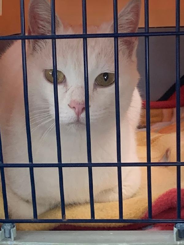 BIANCO, 7/8 mesi - bianco come la neve, dolce come lo zucchero Foto 5