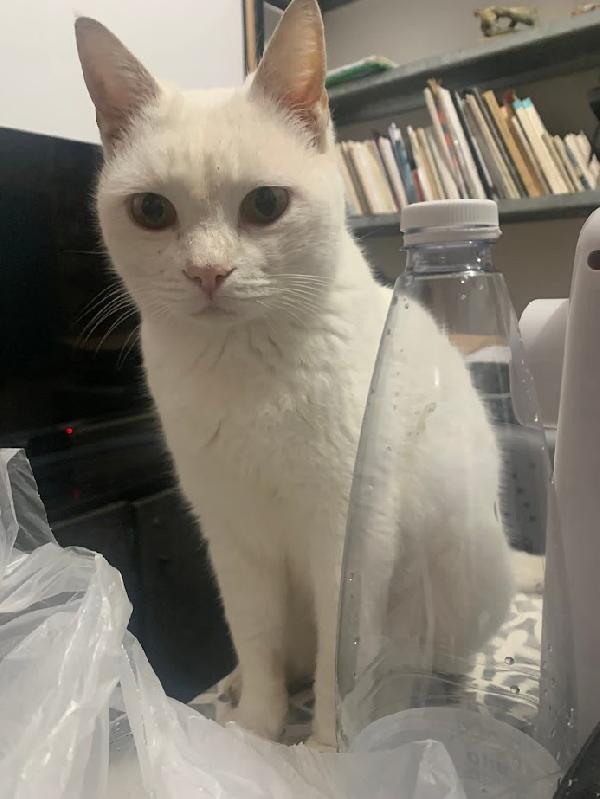 BIANCO, 7/8 mesi - bianco come la neve, dolce come lo zucchero Foto 6