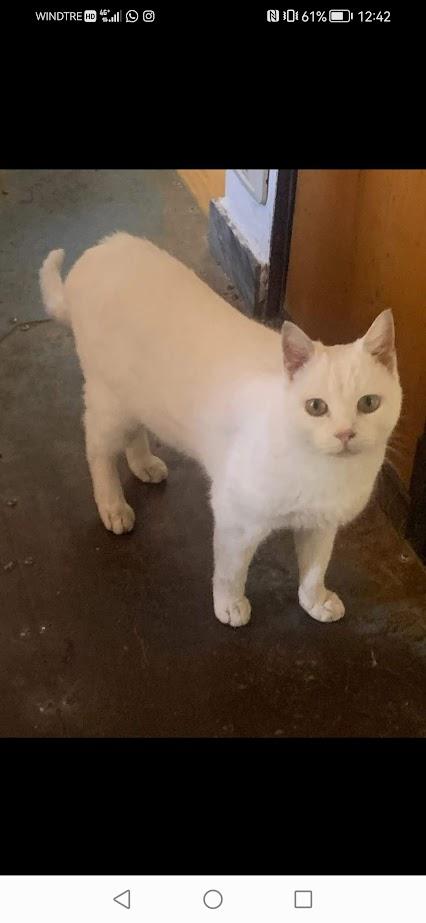 BIANCO, 7/8 mesi - bianco come la neve, dolce come lo zucchero Foto 7