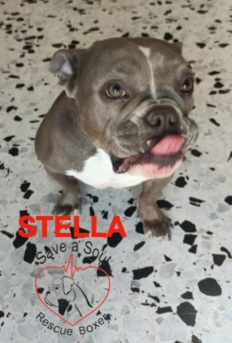 stella american bully pocket Foto 4