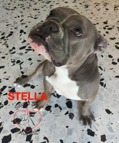 stella american bully pocket Foto 5