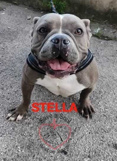 stella american bully pocket Foto 6