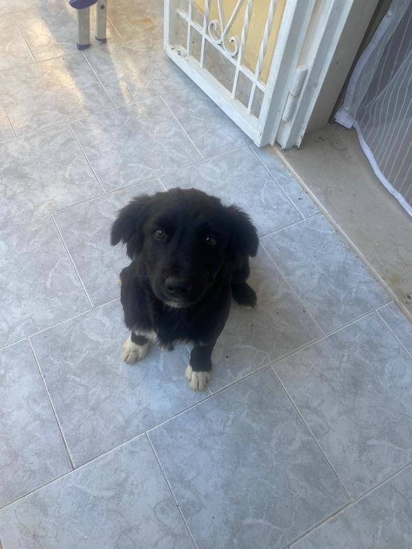 Dana Splendida Soffice Cucciola Cerca Famiglia 