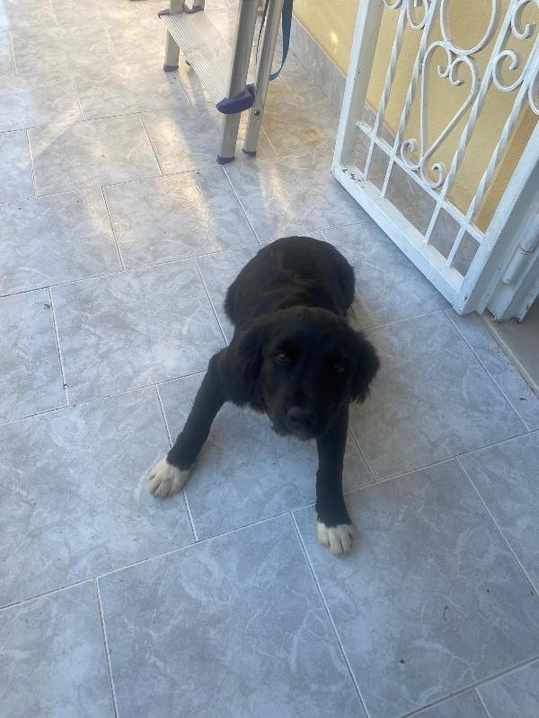 DANA SPLENDIDA SOFFICE CUCCIOLA CERCA FAMIGLIA  Foto 3