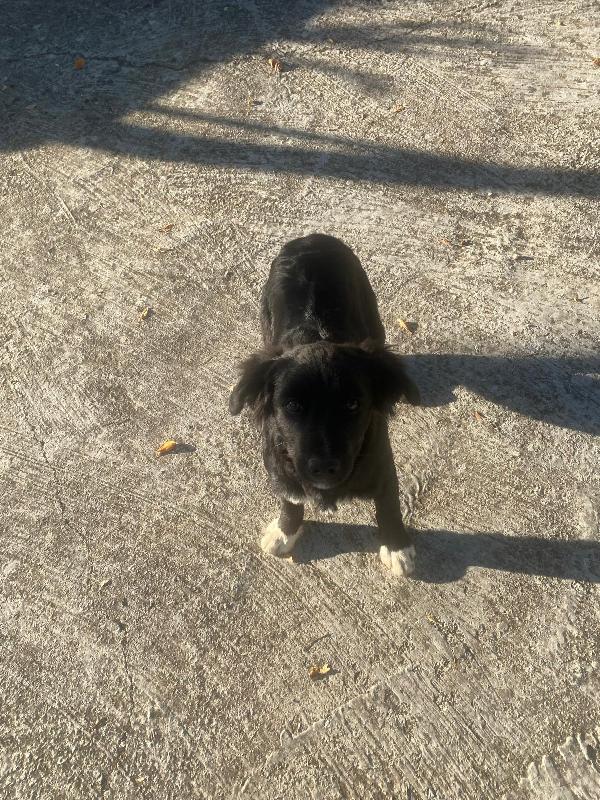 DANA SPLENDIDA SOFFICE CUCCIOLA CERCA FAMIGLIA  Foto 4