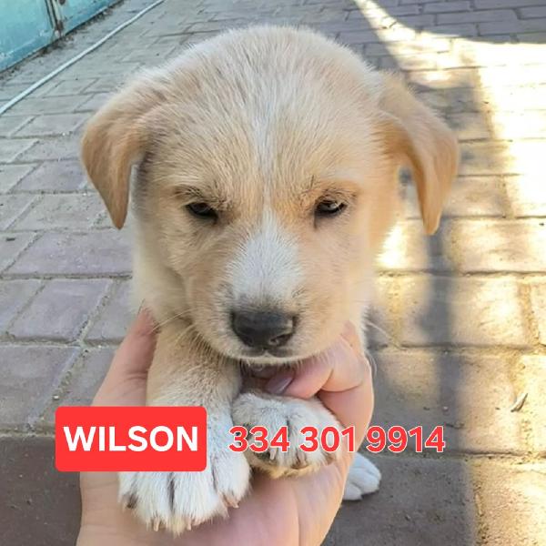 WILSON Foto 2