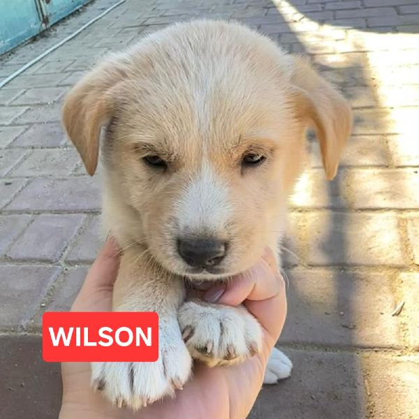 WILSON Foto 6