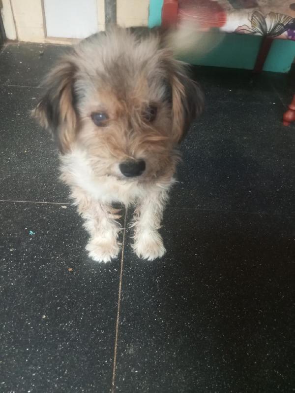 STELLA PICCOLA CAGNOLINA Foto 3