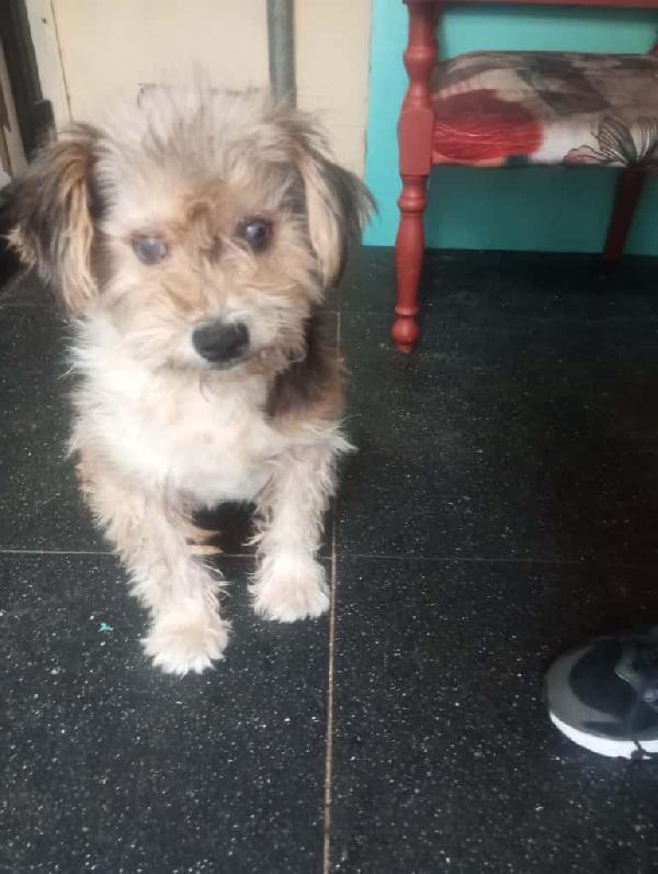 STELLA PICCOLA CAGNOLINA Foto 4