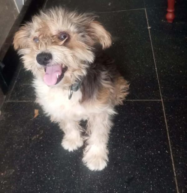 STELLA PICCOLA CAGNOLINA Foto 5