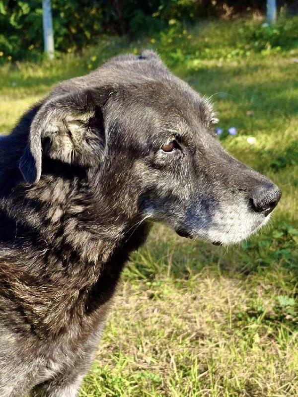 Santiago Dolce Meticcio