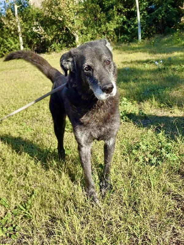 SANTIAGO DOLCE METICCIO Foto 2