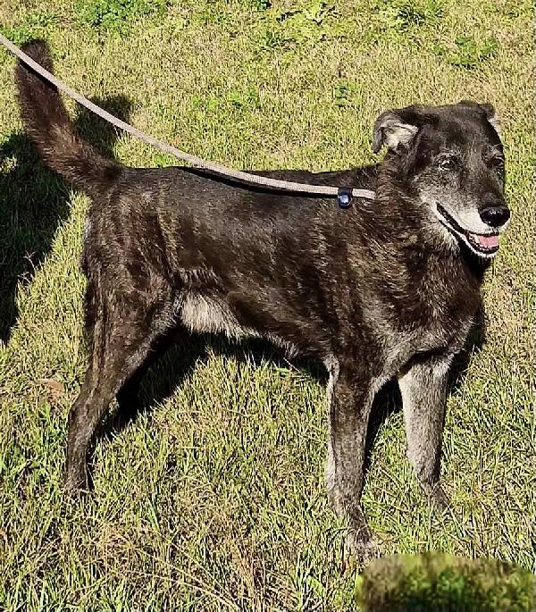 SANTIAGO DOLCE METICCIO Foto 3