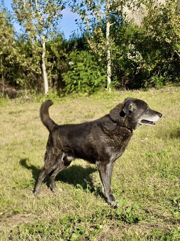 SANTIAGO DOLCE METICCIO Foto 4