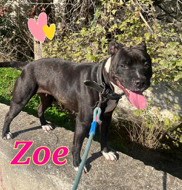 Zoe Femmina Mix Amstaff 