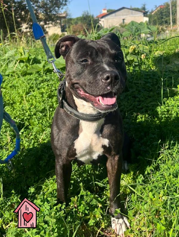 Zoe femmina mix amstaff  Foto 2