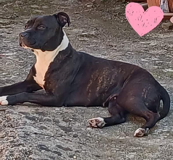 Zoe femmina mix amstaff  Foto 3