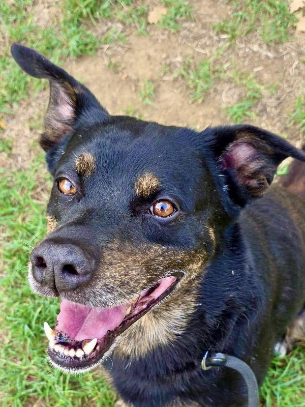 Denver Dolce Meticcio Nero