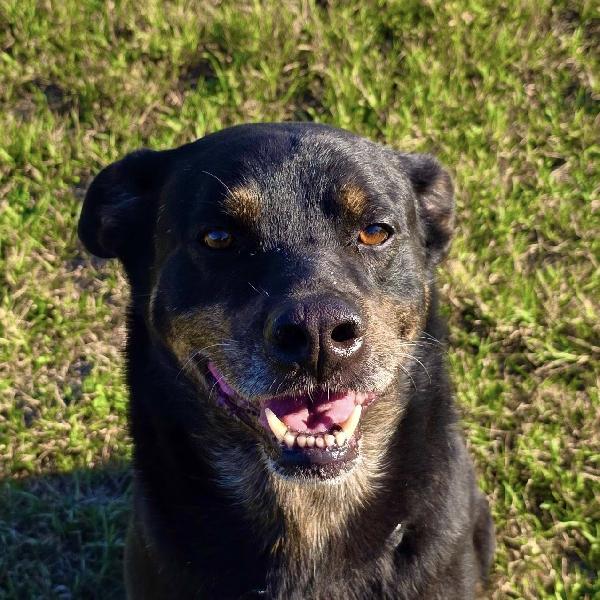 DENVER DOLCE METICCIO NERO Foto 3