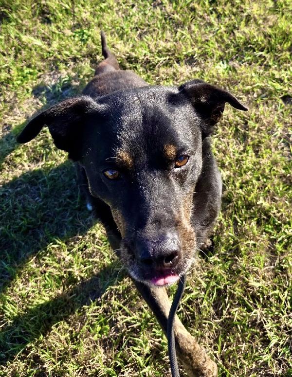 DENVER DOLCE METICCIO NERO Foto 4