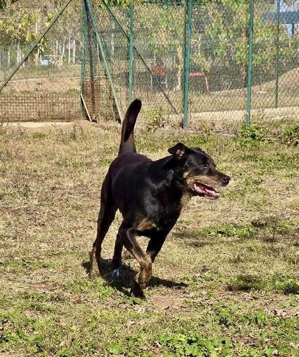 DENVER DOLCE METICCIO NERO Foto 6