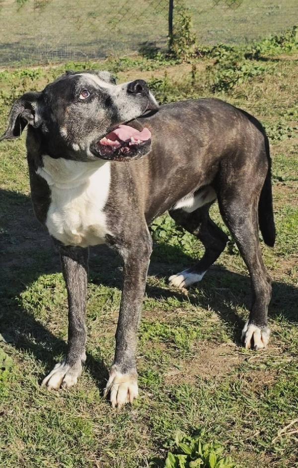 Ivan Patatone Tenero Meticcio