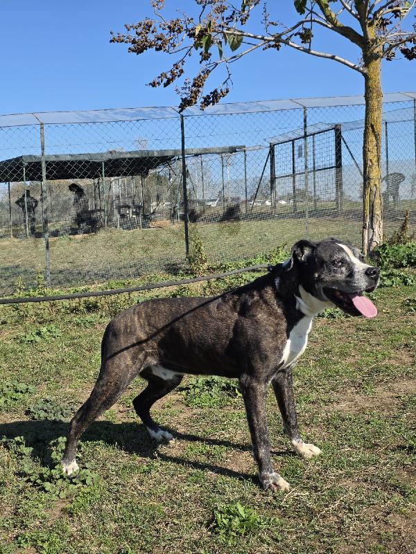 IVAN PATATONE TENERO METICCIO Foto 3