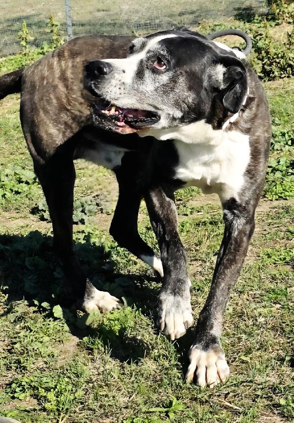 IVAN PATATONE TENERO METICCIO Foto 4