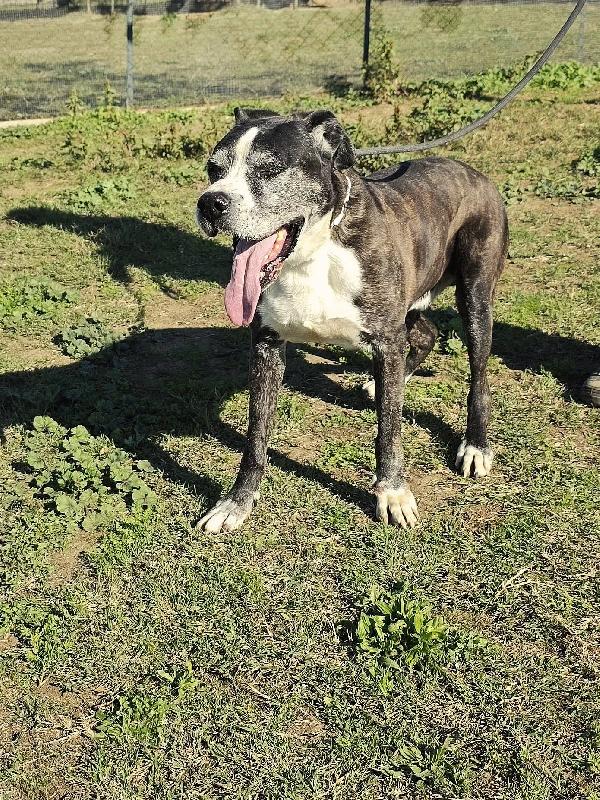 IVAN PATATONE TENERO METICCIO Foto 7