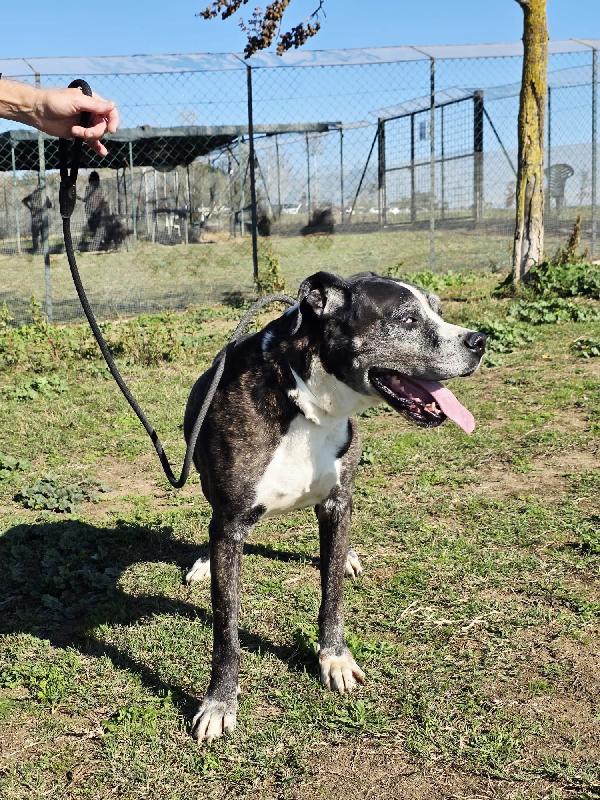 IVAN PATATONE TENERO METICCIO Foto 8