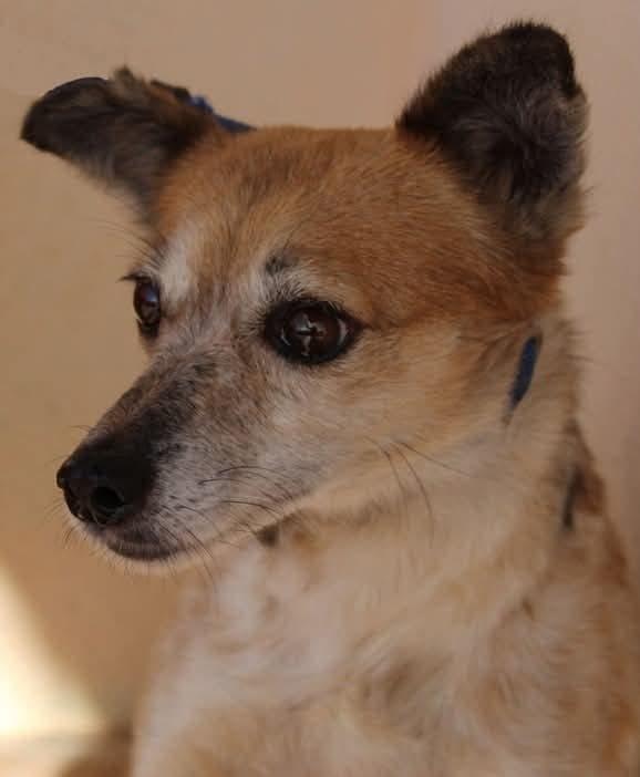 Dolce Cagnolina Disabile