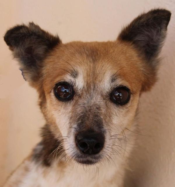 DOLCE CAGNOLINA DISABILE Foto 2