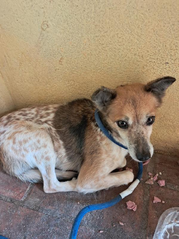 DOLCE CAGNOLINA DISABILE Foto 3