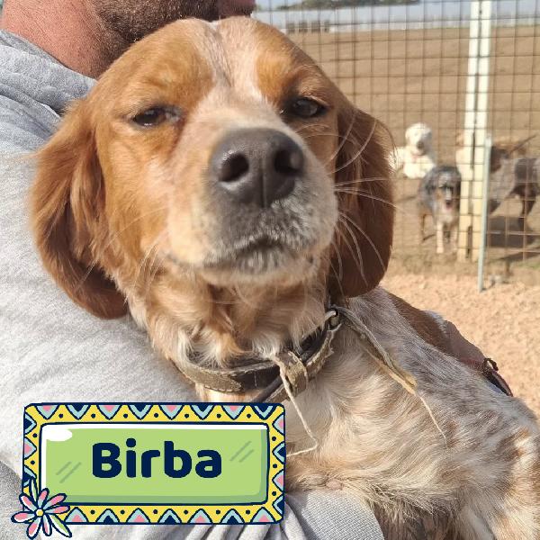 Birba Dolce Breton 4 Anni Cerca Casa - In Adozione!