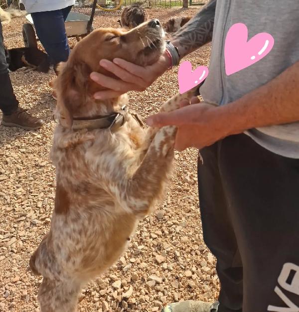 Birba dolce Breton 4 anni cerca casa - in adozione! Foto 2