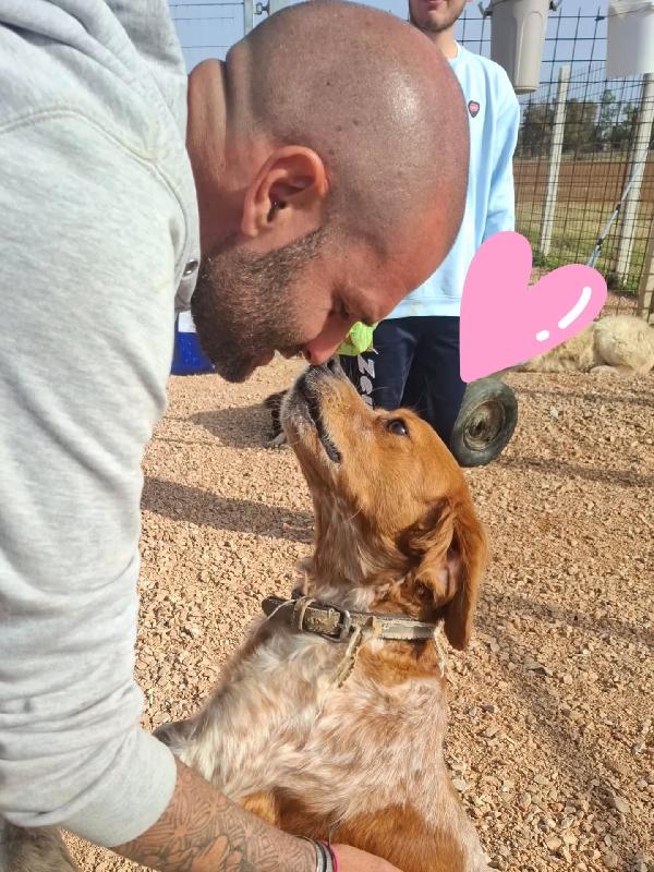 Birba dolce Breton 4 anni cerca casa - in adozione! Foto 3