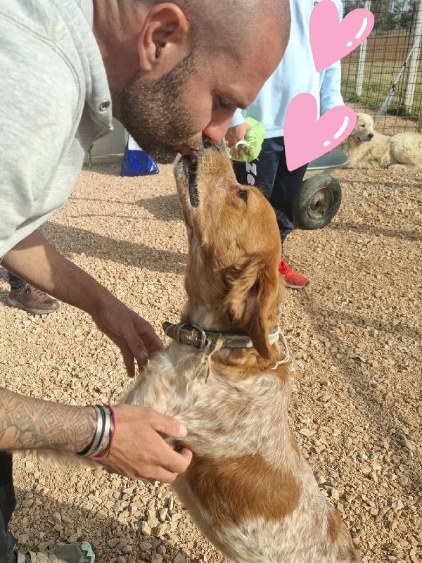 Birba dolce Breton 4 anni cerca casa - in adozione! Foto 4