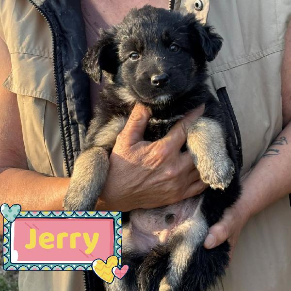 Jerry Dolce Cucciolo Taglia Medio Piccola Cerca Casa - In Adozione 