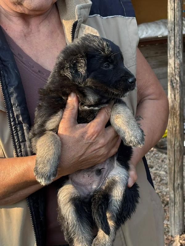Jerry dolce cucciolo taglia medio piccola cerca casa - in adozione  Foto 2