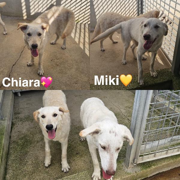 Due Splendide Giovanotte Taglia Media Cercano Casa 