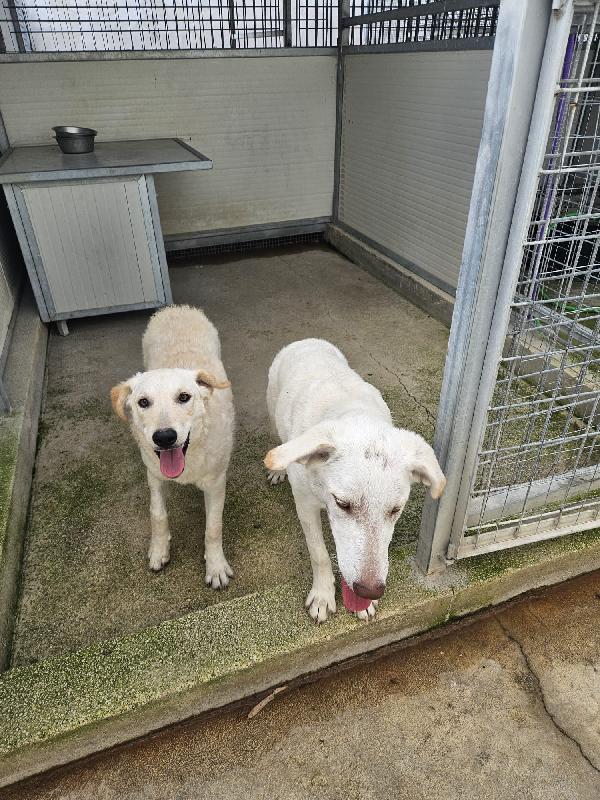 DUE SPLENDIDE GIOVANOTTE TAGLIA MEDIA CERCANO CASA  Foto 2