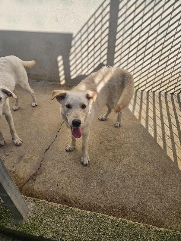 DUE SPLENDIDE GIOVANOTTE TAGLIA MEDIA CERCANO CASA  Foto 3