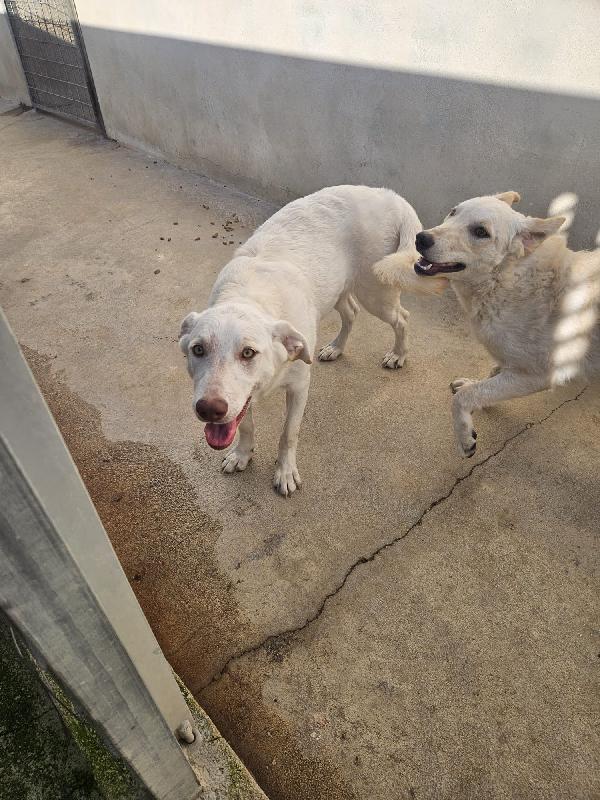 DUE SPLENDIDE GIOVANOTTE TAGLIA MEDIA CERCANO CASA  Foto 5