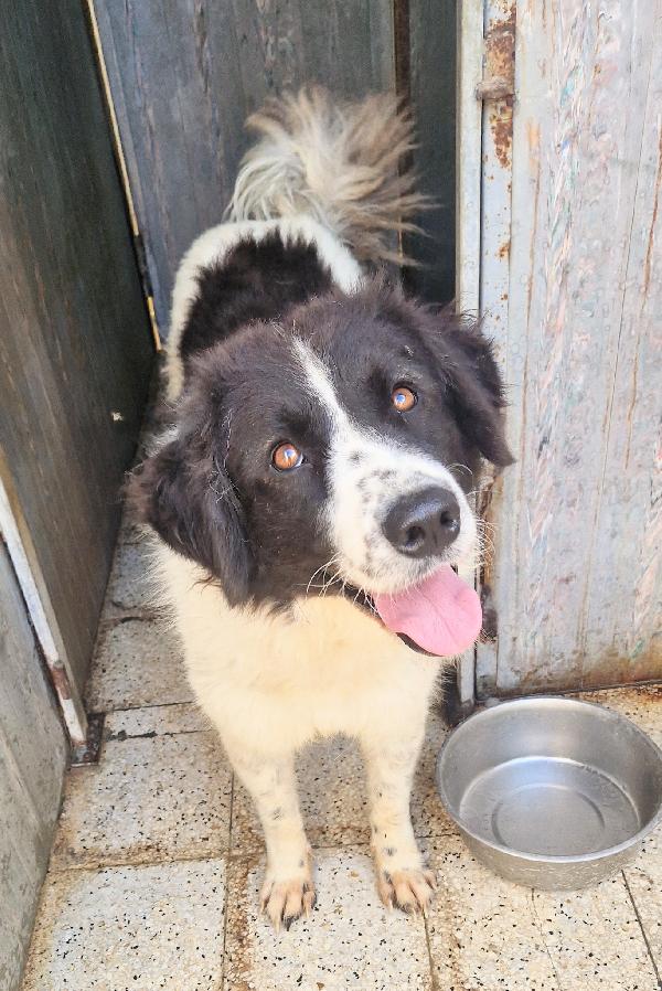 Margot,Dopo L'inferno,Merita Una Meravigliosa Adozione.adottabile In Tutta Italia!