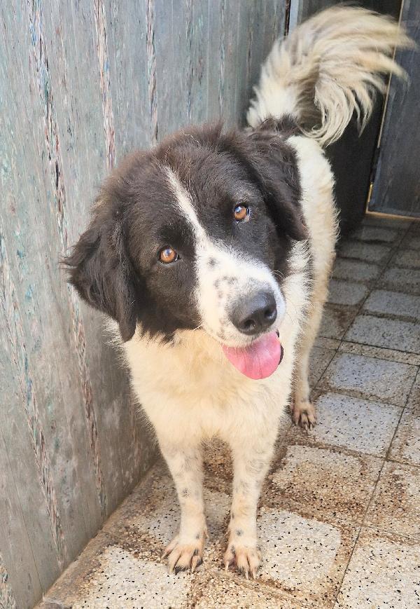 MARGOT,DOPO L'INFERNO,MERITA UNA MERAVIGLIOSA ADOZIONE.ADOTTABILE IN TUTTA ITALIA! Foto 2