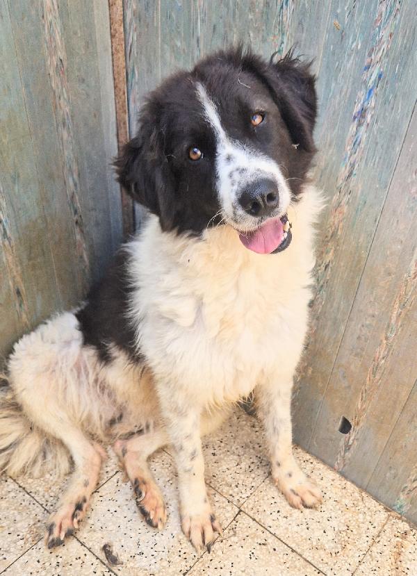 MARGOT,DOPO L'INFERNO,MERITA UNA MERAVIGLIOSA ADOZIONE.ADOTTABILE IN TUTTA ITALIA! Foto 3